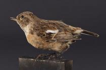 Taxidermy, bird mounted uncased, stonechat, Saxicola torquata, female