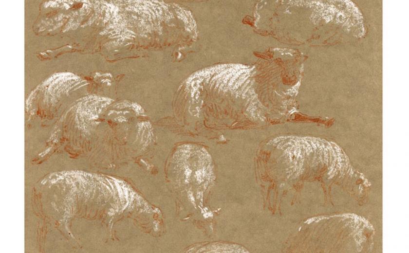 Drawing, chalk and pencil drawing, a study of sheep in