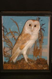 Taxidermy, bird mounted in a display case, barn owl, Tyto alba, prepared by AC Foot, Terrace Walk, North Parade, Bath.