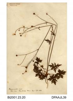 Herbarium sheet, meadow buttercup, Ranunculus acris, found in a copse near Bembridge Farm, Bembridge, Isle of Wight, 1860
