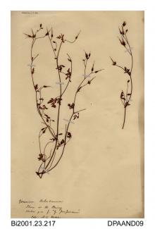 Herbarium sheet, herb robert, Geranium robertianum, found on the shore near Priory House, St Helens, Isle of Wight