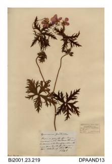 Herbarium sheet, meadow crane's-bill, Geranium pratense, found in meadow and transplanted into a garden at Walworth Road, Andover, Hampshire, 1848