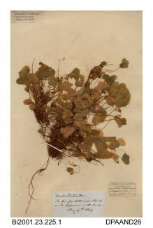 Herbarium sheet, wood-sorrel, Oxalis acetosella, found in a fir plantation, Bordwood Copse, near Luccombe, Shanklin, Isle of Wight, 1849