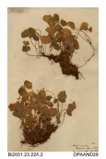 Herbarium sheet, wood-sorrel, Oxalis acetosella, found in a fir plantation, Bordwood Copse, near Luccombe, Shanklin, Isle of Wight, 1849