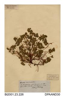 Herbarium sheet, procumbent yellow sorrel, Oxalis corniculata, found at Alverstone Mill, Alverstone, Newchurch, Isle of Wight, 1849