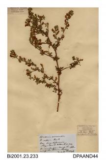 Herbarium sheet, common restharrow, Ononis repens, found at Ryde Dover, Ryde, Isle of Wight, 1848
