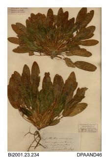 Herbarium sheet, kidney vetch, Anthyllis vulneraria, found on the cliffs at Sandown Bay, Sandown, Isle of Wight, 1843