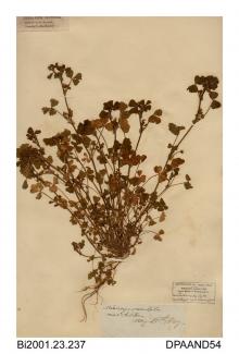 Herbarium sheet, spotted medick, Medicago arabica, found near Saltern, Nettlestone and Seaview, Isle of Wight, 1837