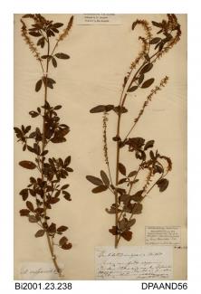 Herbarium sheet, ribbed melilot, Melilotus officinalis, found in a field near Shanklin, Isle of Wight, 1843