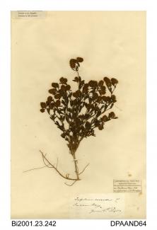 Herbarium sheet, hare's-foot clover, Trifolium arvense, found at Sandown Bay, Sandown, Isle of Wight, 1840