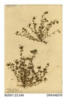 Herbarium sheet, slender clover, Trifolium micranthum, found on St Helens Spit, St Helens, Isle of Wight, 1860