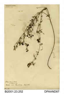 Herbarium sheet, common bird's-foot-trefoil, Lotus corniculatus, found in a meadow near Bembridge, Isle of Wight, 1860