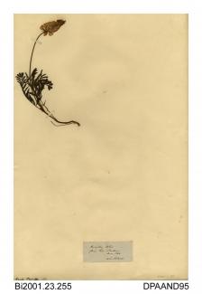 Herbarium sheet, sainfoin, Onobrychis viciifolia, found at Down Lane, Fareham, Hampshire, 1844