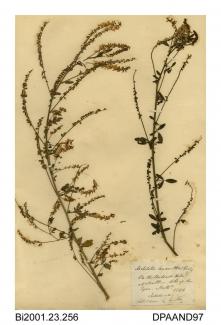 Herbarium sheet, white melilot, Melilotus albus, found on the banks of the River Tyne, Walker, Newcastle upon Tyne, Northumberland, 1844
