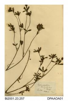 Herbarium sheet, sea clover, Trifolium squamosum, found on the banks of the River Avon, Bristol, Gloucestershire, 1843