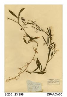 Herbarium sheet, hairy vetchling, Lathyrus hirsutus, found at Rawreth, Essex