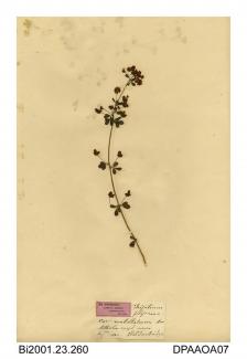 Herbarium sheet, slender clover, Trifolium micranthum, found at Mytholmroyd, Hebden Bridge, West Yorkshire, 1840