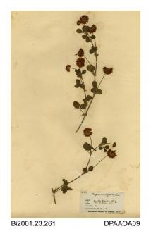 Herbarium sheet, alsike clover, Trifolium hybridum Ssp elegans