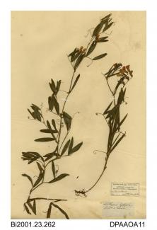 Herbarium sheet, marsh pea, Lathyrus palustrus, found in boggy meadows on Ormes Head, Llandudno, Caernarvonshire, Wales