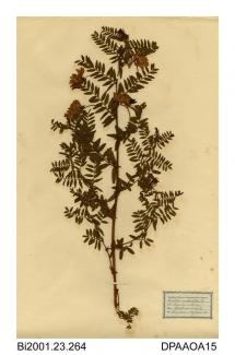 Herbarium sheet, wood bitter-vetch, Vicia orobus, found in wooded banks, Den of Airlie, near Shanzie, Angus, Scotland, 1842
