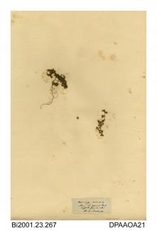 Herbarium sheet, bur meddick, Medicago minima, found near Landguard Fort, Landguard Point, Suffolk, 1843