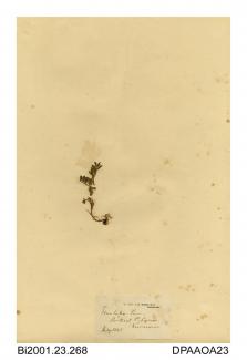 Herbarium sheet, yellow vetch, Vicia lutea, found on the rocks at St Cyrus, Kincardineshire, Scotland, 1841