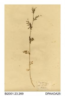 Herbarium sheet, common vetch, Vicia sativa Ssp nigra, found at Upper Berwick, Shropshire
