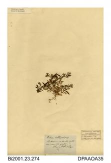 Herbarium sheet, spring vetch, Vicia lathyroides, found on banks by the sea, near Sandown Fort, Sandown, Isle of Wight, 1840