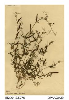 Herbarium sheet, common vetch, Vicia sativa Ssp nigra, found at St Helens, Isle of Wight, 1860