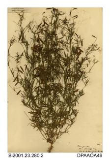 Herbarium sheet, smooth tare, Vicia tetrasperma, found in a field above Whitecliff Bay, near Bembridge, Isle of Wight, 1843
