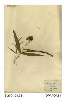 Herbarium sheet, narrow-leaved everlasting-pea, Lathyrus sylvestris, found at Luccombe, Shanklin, Isle of Wight, 1840