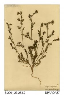 Herbarium sheet, bird's-foot, Ornithopus perpusillus, found at Sandown Bay, Sandown, Isle of Wight, 1839