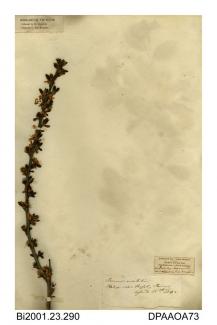 Herbarium sheet, bullace or damson, Prunus domestica Ssp insititia, found in a hedge near Messley farm, near Newchurch, Isle of Wight, 1842