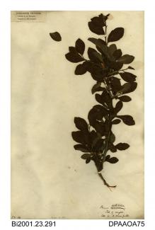 Herbarium sheet, bullace or damson, Prunus domestica Ssp insititia, found on the Isle of Wight