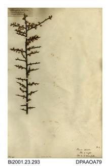 Herbarium sheet, blackthorn or sloe, Prunus spinosa, found on the Isle of Wight