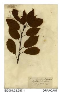 Herbarium sheet, wild cherry, Prunus avium, found by Shanklin Church, Shanklin, Isle of Wight, 1840