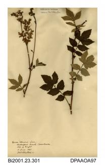 Herbarium sheet, meadowsweet, Filipendula ulmaria, found at Clatterford Marsh, Clatterford, Medina, Isle of Wight, 1866