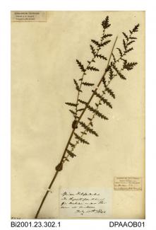 Herbarium sheet, dropwort, Filipendula vulgaris, found at the great plantation of fir under the down at Westover, Calbourne, Isle of Wight, 1853