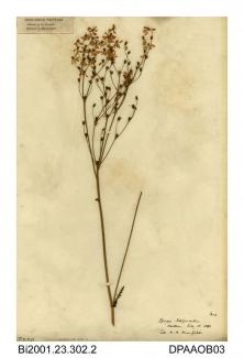 Herbarium sheet, dropwort, Filipendula vulgaris, found at Westover, Calbourne, Isle of Wight, 1853