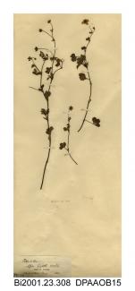 Herbarium sheet, cinquefoil, Potentilla sp, found at Apsecastle Wood, near Shanklin, Isle of Wight, 1860