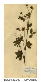 Herbarium sheet, creeping cinquefoil, Potentilla repens, found in a wood near Osborne House, East Cowes, Isle of Wight, 1860