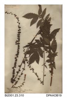 Herbarium sheet, fragrant agrimony, Agrimonia procera, found in Marshcombe Copse, Yaverland, Isle of Wight, 1860