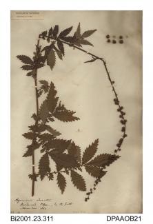 Herbarium sheet, fragrant agrimony, Agrimonia procera, found by the path in Bordwood Copse, near Luccombe, Shanklin, Isle of Wight, 1860