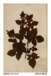 Herbarium sheet, bramble, Rubus sect Glandulosus, found at Risley Mop, near Warrington, Cheshire, 1843