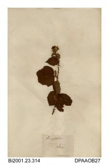 Herbarium sheet, bramble, Rubus sect Corylifolii, found at Crump Lane, Isle of Wight (?)