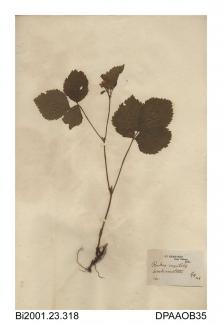 Herbarium sheet, stone bramble, Rubus saxatilis, found in woods near Settle, Yorkshire, 1841