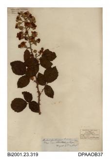 Herbarium sheet, bramble, Rubus sect Glandulosus, found in a hedge near Ryde, Isle of Wight, 1838