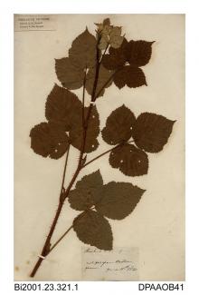 Herbarium sheet, bramble, Rubus affinus ?, found near Westover Farm, Westover, Calbourne, Isle of Wight, 1840