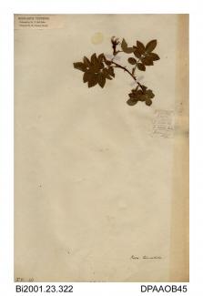 Herbarium sheet, harsh downy-rose, Rosa tormentosa (?), found on the Isle of Wight, 1845