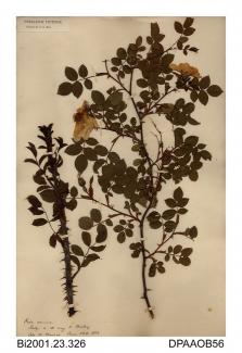 Herbarium sheet, dog-rose, Rosa canina, found in a hedge near Brading, Isle of Wight, 1853